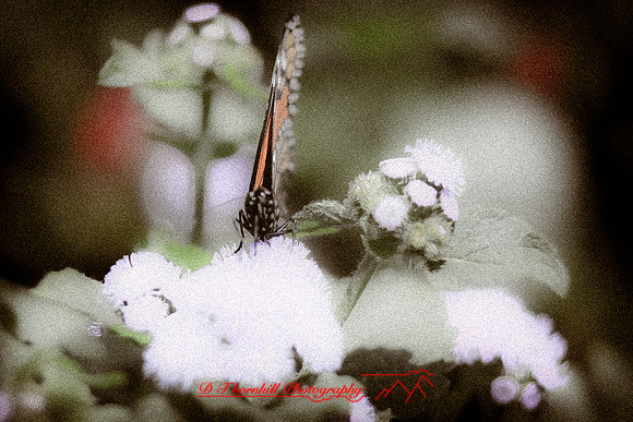 dow-gardens-2010_14