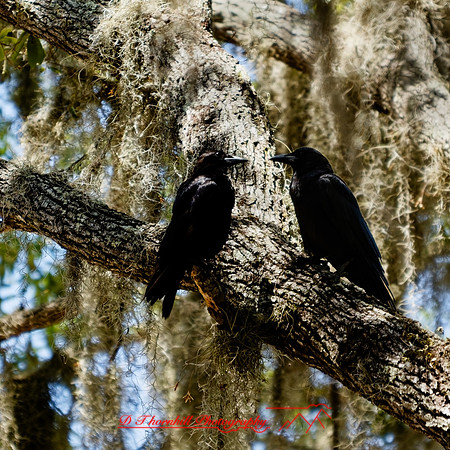 florida - 2022 - spring - 160_DxO