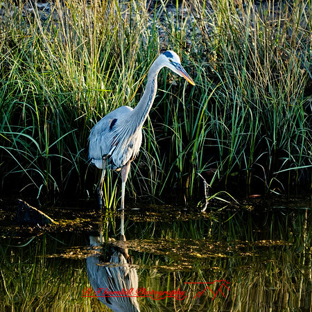 florida - 2022 - spring - 142_DxO