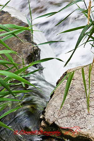 nature_images-2010_01