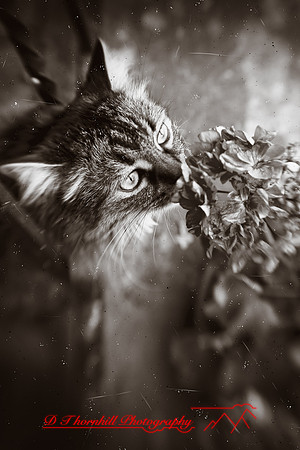 l-m_cats-2011-10-nas