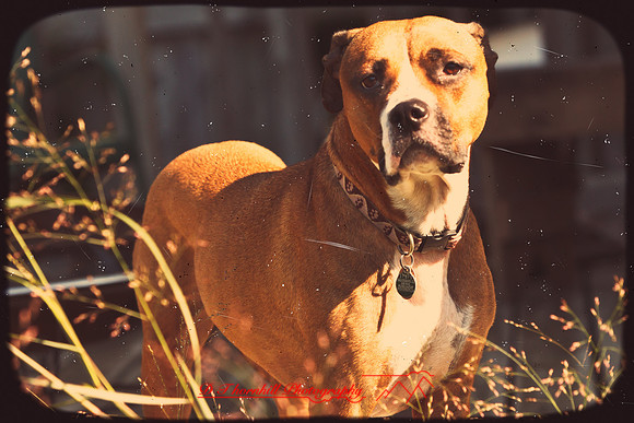 galesburg_il-images-2011-19-nas