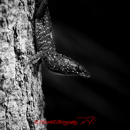 florida - 2022 - spring - 196_DxO