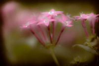 florida-nature-images-2011-04