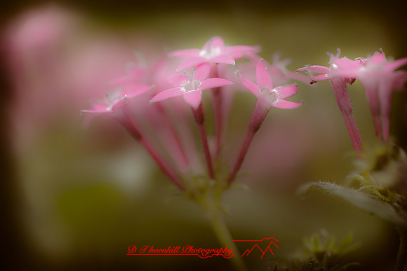 florida-nature-images-2011-04