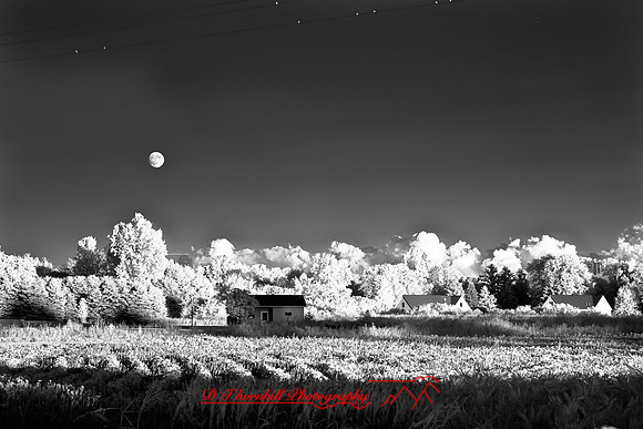 infrared-2008_114