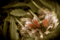 florida-nature-images-2011-11