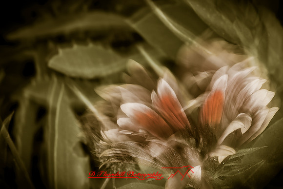 florida-nature-images-2011-11