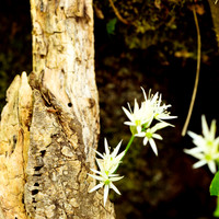The Perfumery and Burren Images