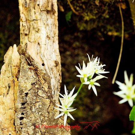 ireland-2013-227