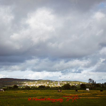 ireland-2013-334