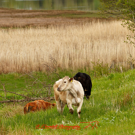 ireland-2013-316
