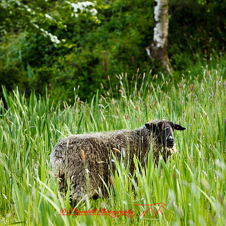 ireland-2013-347