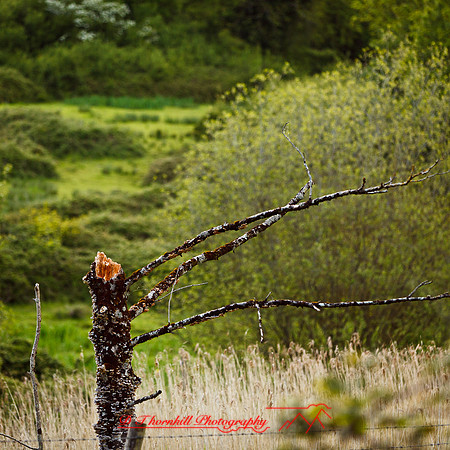 ireland-2013-344