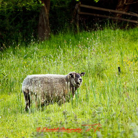 ireland-2013-346