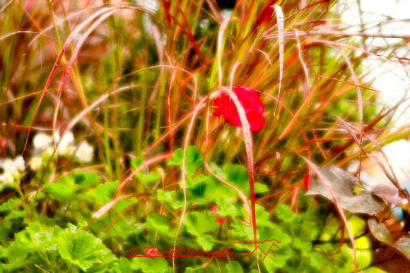 assorted_images-2007-42
