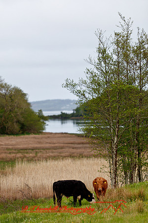 ireland-2013-319
