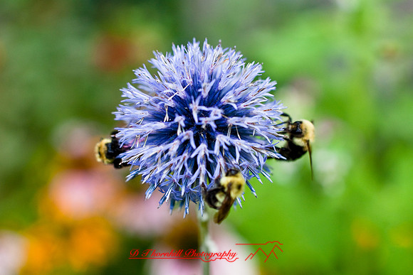 flowers-2008_19.jpg