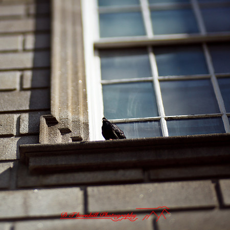 ireland-2013-362