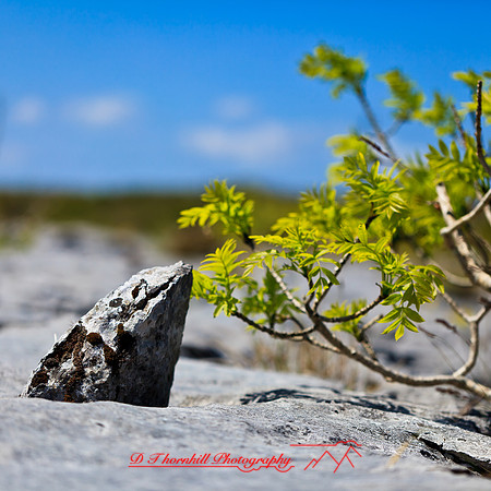 ireland-2013-225