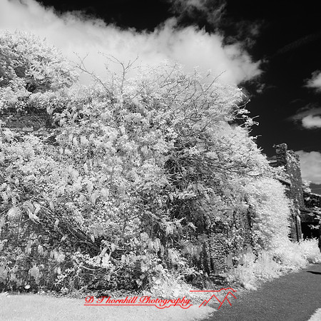 ireland-2013-445