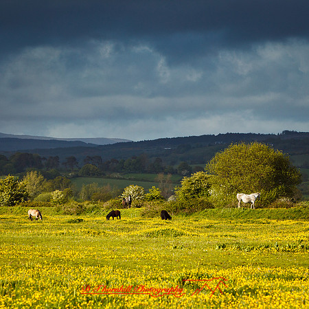 ireland-2013-337