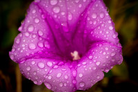 florida-nature-images-2011-12