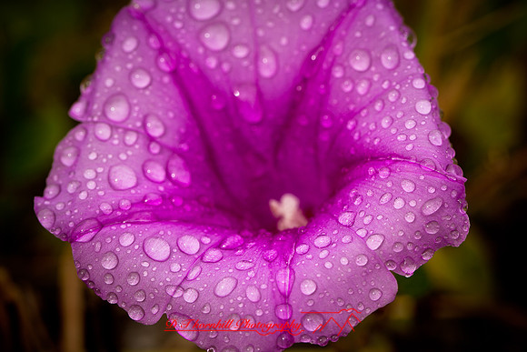 florida-nature-images-2011-12