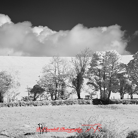 ireland-2013-262