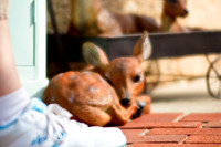 assorted-images-2010_038