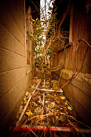 assorted_images-2011-46-nas