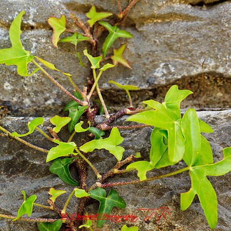 ireland-2013-189