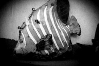 florida - pinhole - 2022 - 021
