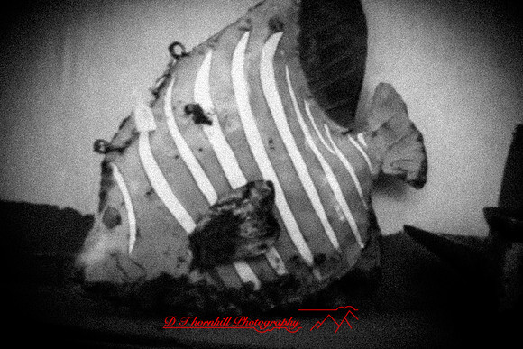 florida - pinhole - 2022 - 021