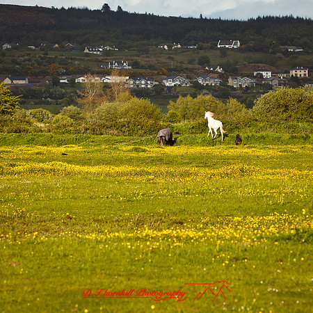 ireland-2013-335