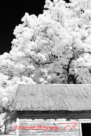 infrared_images-2012-006
