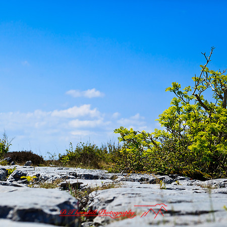 ireland-2013-224