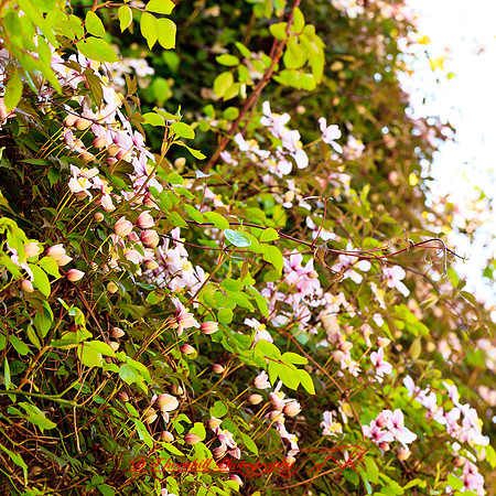 ireland-2013-206