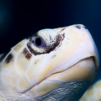 florida-nov-2014-sealife-019