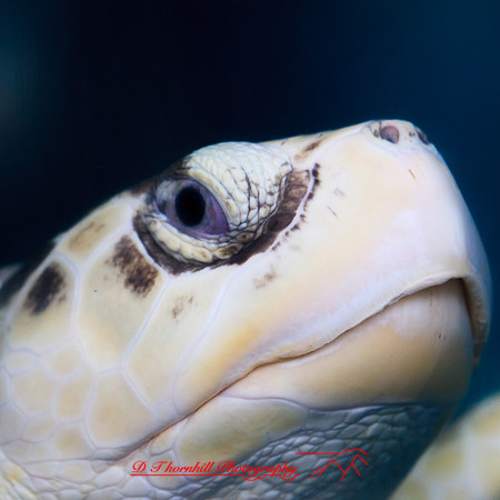 florida-nov-2014-sealife-019