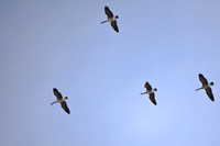 shiawassee-feb-2009_02.jpg