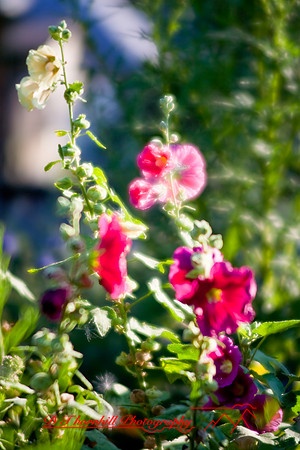 flowers-2008_28.jpg