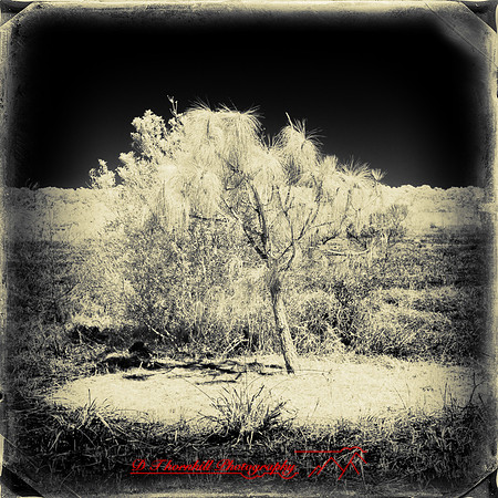 florida-2014-infrared-012-nas