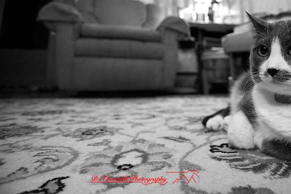 bastet_018