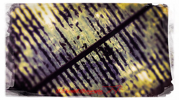 florida-march-2016-iphone-selby-gardens-029