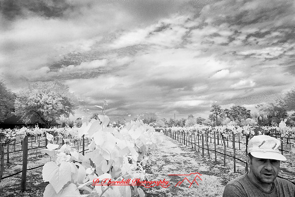 florida-2008-people-infrared_16-nik.jpg