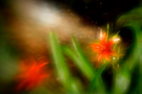 florida-2010-flowers_20