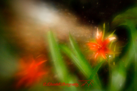 florida-2010-flowers_20