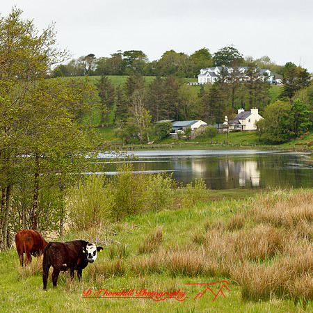 ireland-2013-317