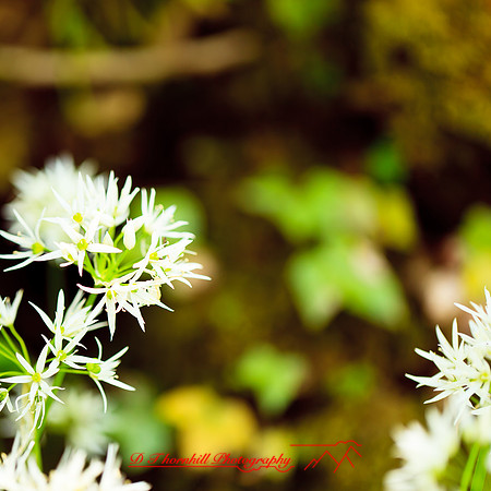 ireland-2013-226